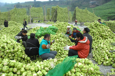 高质量发展调研行丨重庆涪陵:榨菜宝贝香飘世界 重庆农业