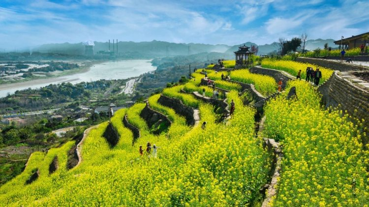 筑牢现代化新重庆建设的乡村底色|大渡口区:打造重庆小面百亿级产业集群 谱写乡村振兴与现代农业新篇章