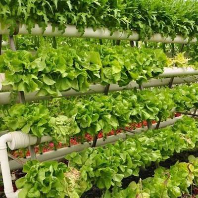 重庆市挺进农业综合开发专业合作社 有机农产品图片高清图与细节图全解析
